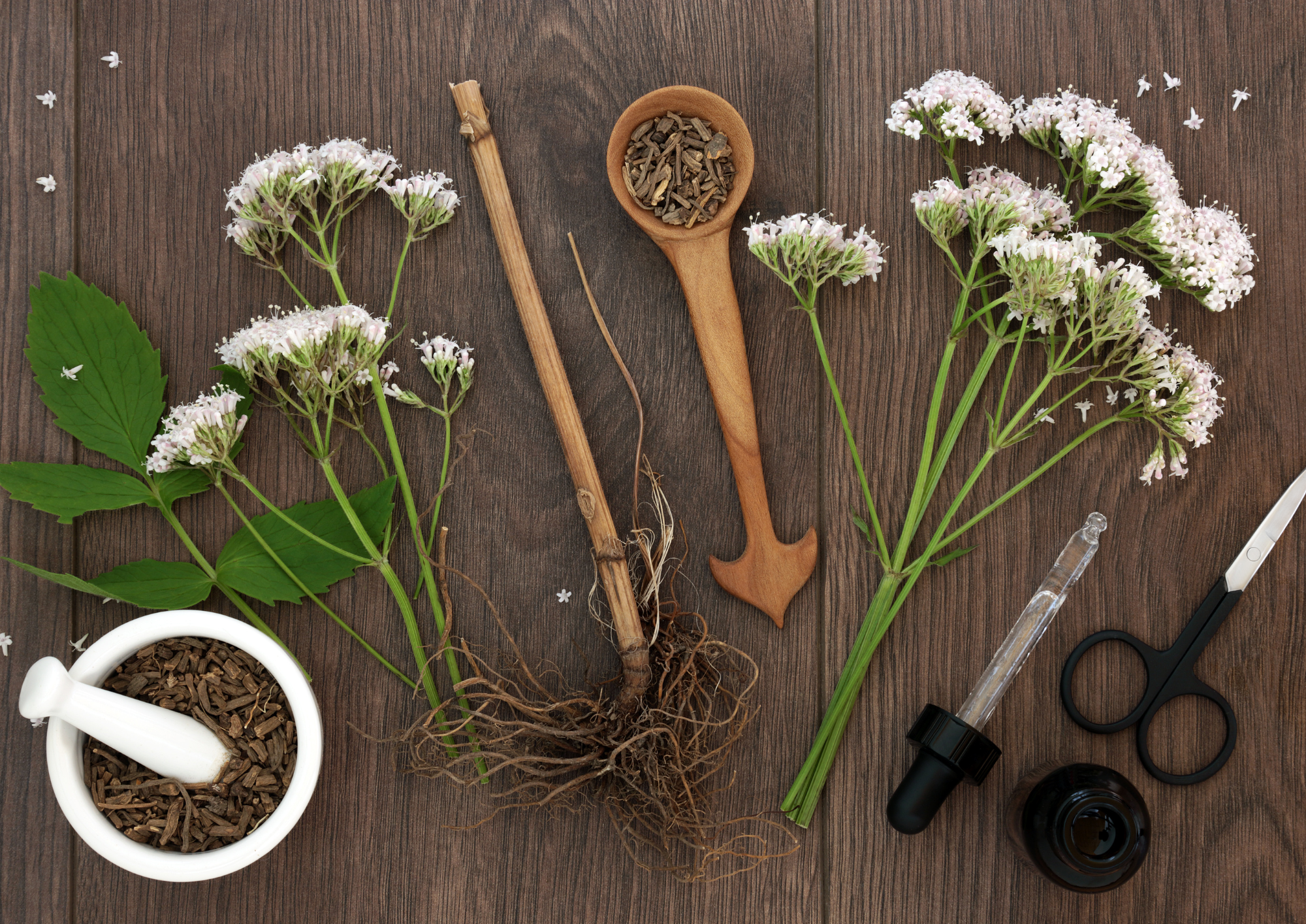 הידרוסול ולריאן לכלבים