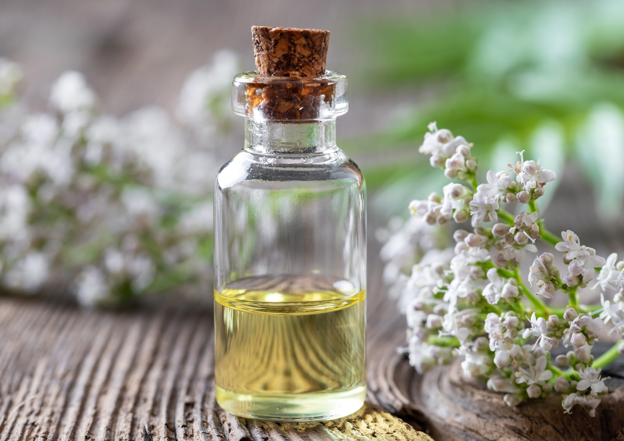 הידרוסול ולריאן לכלבים