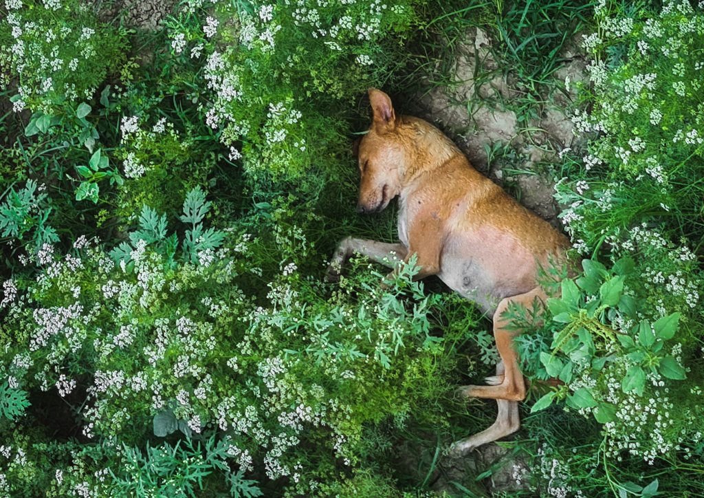 הידרוסול ולריאן לכלבים